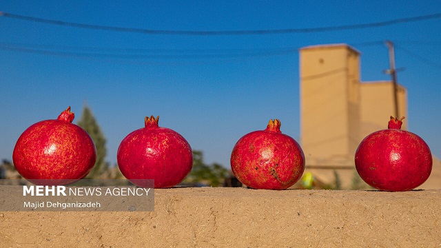 Pomegranate harvest in Saryazd village