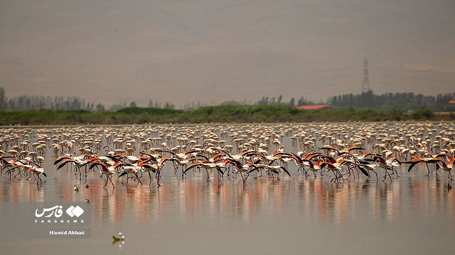 Flamingos gracefully descend upon Lake Urmia
