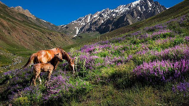 Oshtorankuh, Iran’s Alps, in photos