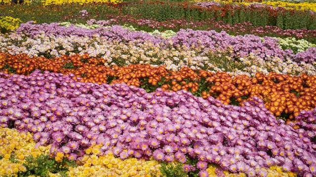 Iran’s Mahallat to host chrysanthemum festival