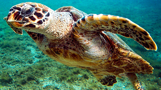 Iran fishermen release sea turtle