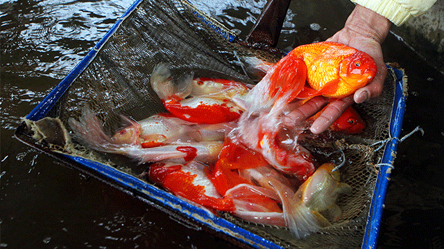 Goldfish market prior to Nowruz