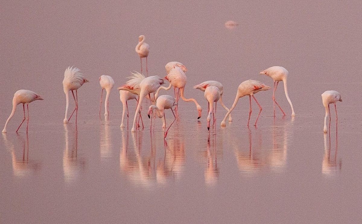 Majestic flamingos in Lake Maharloo