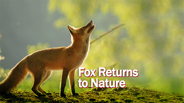 Fox returns to Iran nature