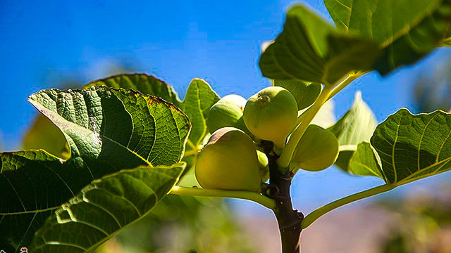 Harvesting fascinating figs in Iran