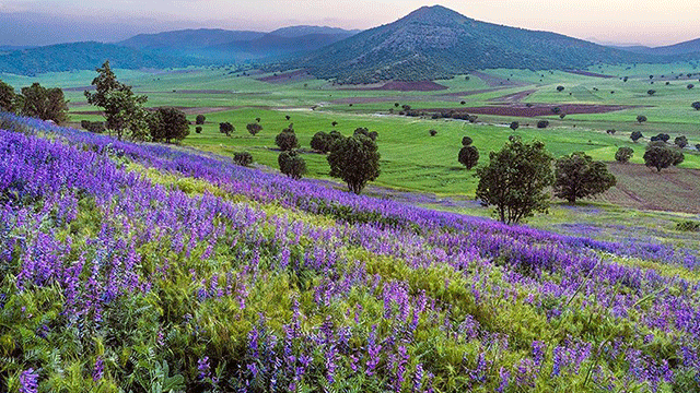 Enjoy the plain of purple flowers