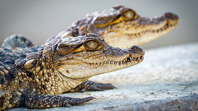 Breeding Gando crocodile in south Iran
