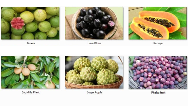 Exotic tropical fruits found in Iran