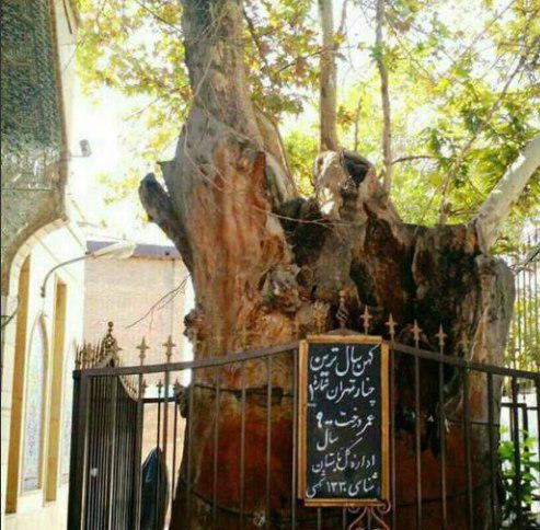 What is oldest living organism in Tehran?