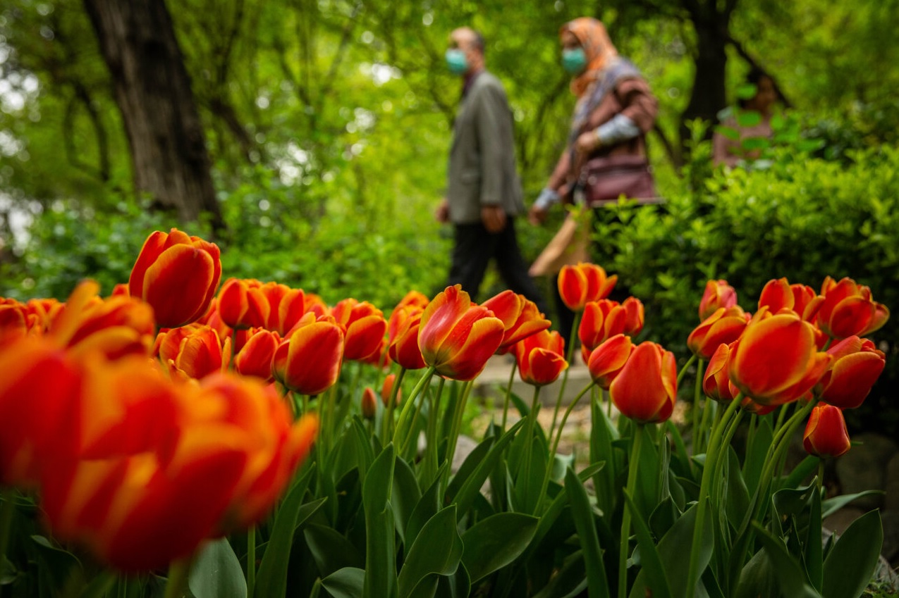 Colorful tulips bloom in Persian Garden