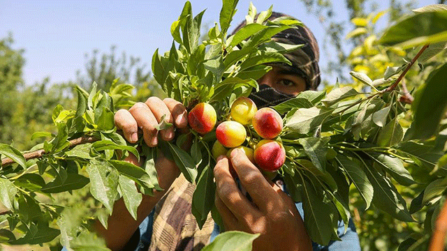 Summer fruits harvest in Isfahan