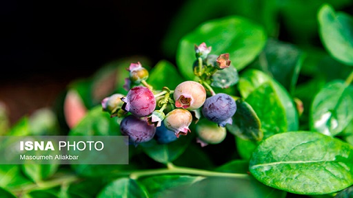 Iranians localize blueberries plantation