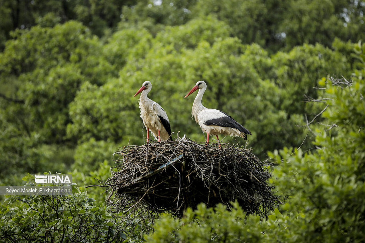 Storks nesting in Iran villages
