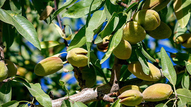 Organic almond harvest in Iran’s Saman